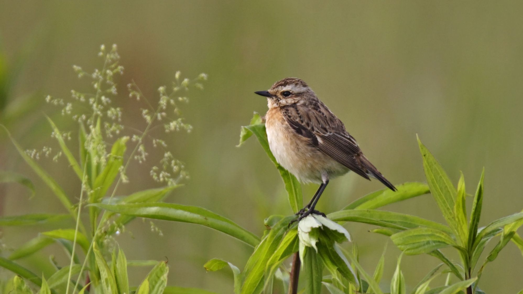 Mit einer Zustiftung helfen Sie Bayerns Natur als Lebensraum für unzählige Arten wie das Braunkehlchen (im Bild) zu bewahren