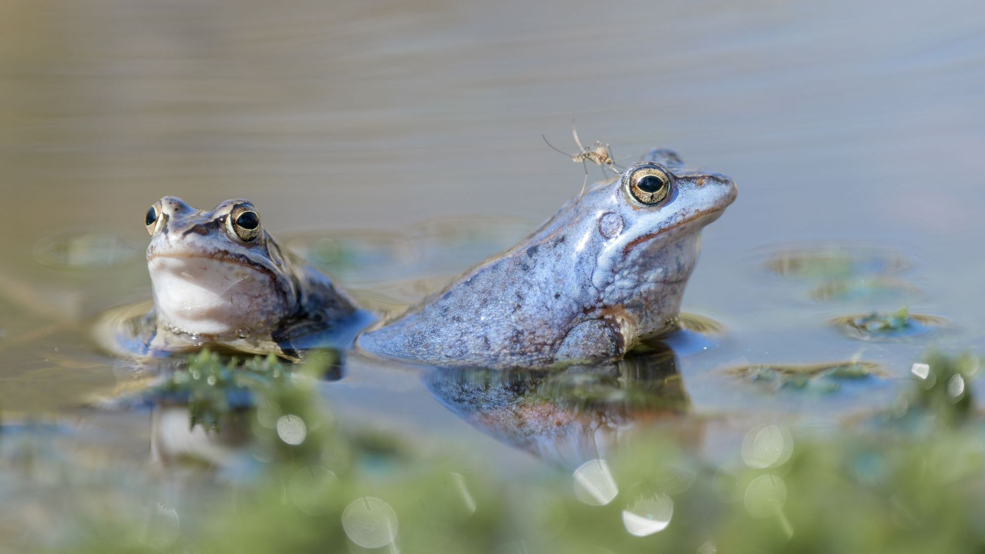 Mit einem Stifterdarlehen Bayerns Natur schützen (Foto: Christoph Bosch)