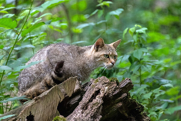 Wildkatze (Toni Mader)